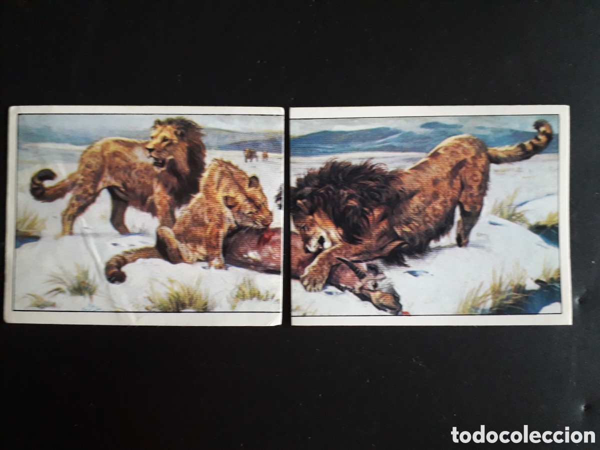 Coleccionismo cromos antiguos: DINOSAURS / DINOSAURIOS N&deg; 162 Y 163 PANINI 1992 SIN PEGAR, EL 162 CON ARRUGA, PEDIDO M&Iacute;NIMO 3&euro;