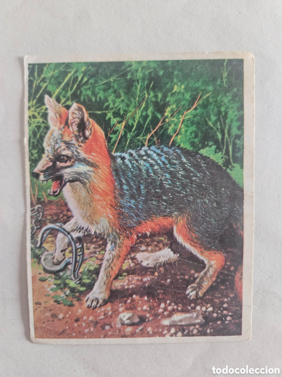 Coleccionismo cromos antiguos: Cromhistoria - Cromo N&ordm; 95 - Editorial Maga A&ntilde;o 1967 - Nunca Pegado