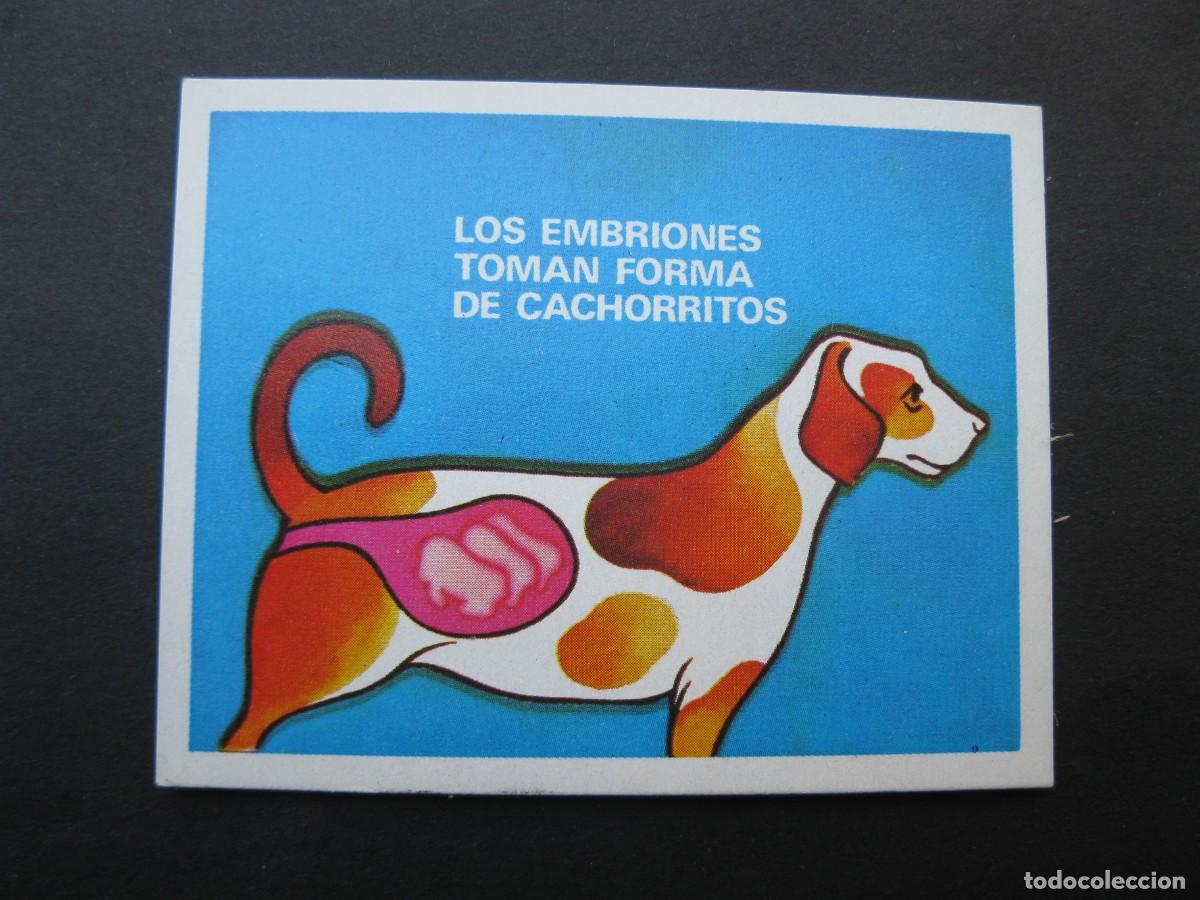Coleccionismo cromos antiguos: LA VIDA - CROMO N&ordm; 44 - EDICIONES ESTE - NUNCA PEGADO.