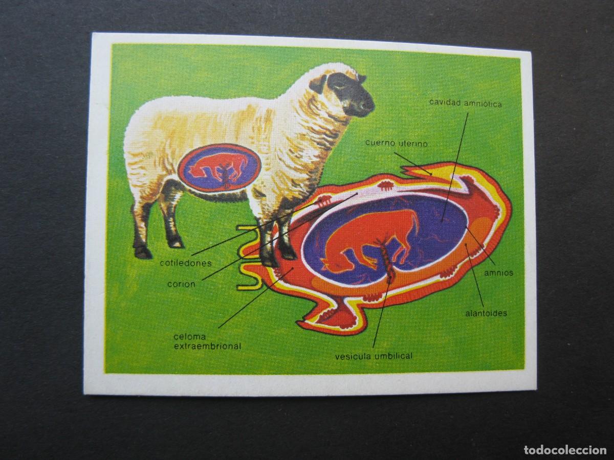 Coleccionismo cromos antiguos: LA VIDA - CROMO N&ordm; 40 - EDICIONES ESTE - NUNCA PEGADO.