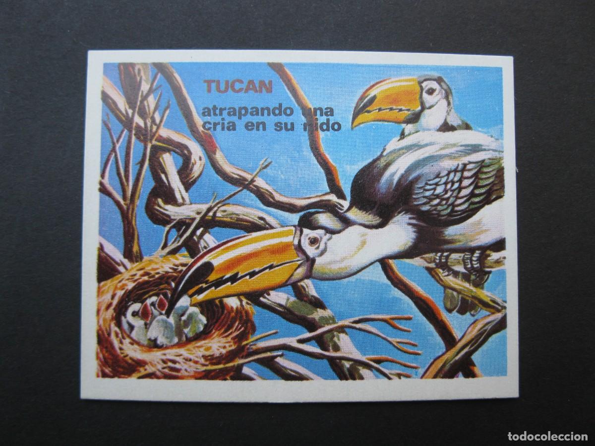 Coleccionismo cromos antiguos: LA VIDA - CROMO N&ordm; 37 - EDICIONES ESTE - NUNCA PEGADO.
