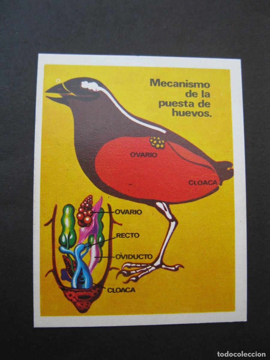Coleccionismo cromos antiguos: LA VIDA - CROMO N&ordm; 35 - EDICIONES ESTE - NUNCA PEGADO.