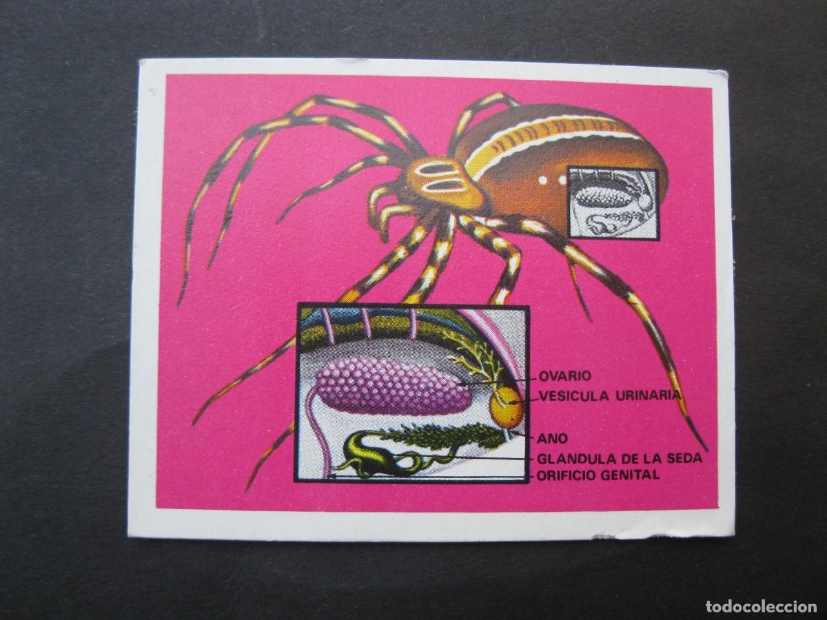 Coleccionismo cromos antiguos: LA VIDA - CROMO N&ordm; 4 - EDICIONES ESTE - NUNCA PEGADO.