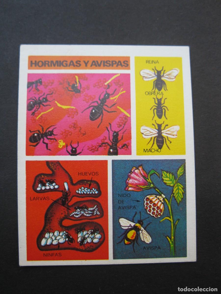 Coleccionismo cromos antiguos: LA VIDA - CROMO N&ordm; 3 - EDICIONES ESTE - NUNCA PEGADO.