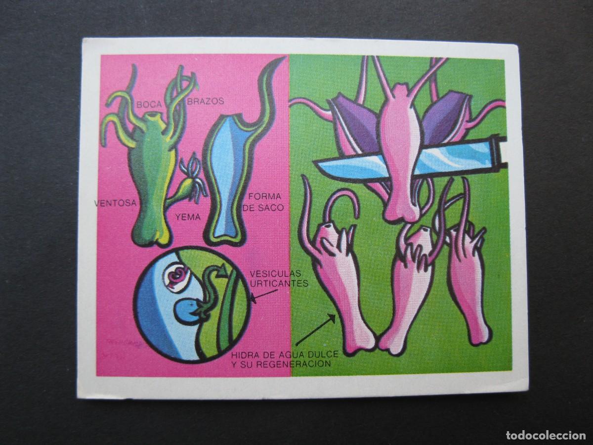Coleccionismo cromos antiguos: LA VIDA - CROMO N&ordm; 2 - EDICIONES ESTE - NUNCA PEGADO.