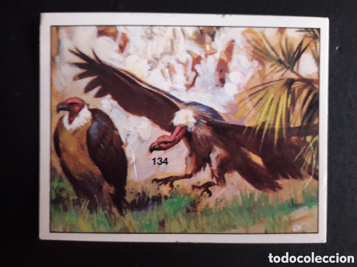 Coleccionismo cromos antiguos: DINOSAURS / DINOSAURIOS N&deg; 134 PANINI 1992 SIN PEGAR PEDIDO M&Iacute;NIMO 3&euro;