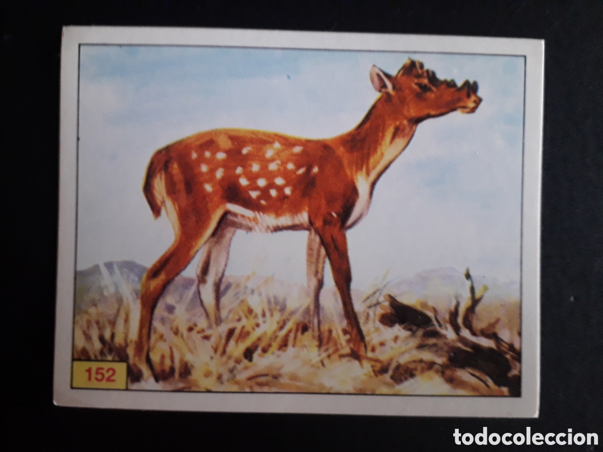 Coleccionismo cromos antiguos: DINOSAURS / DINOSAURIOS N&deg; 152 PANINI 1992 SIN PEGAR PEDIDO M&Iacute;NIMO 3&euro;.