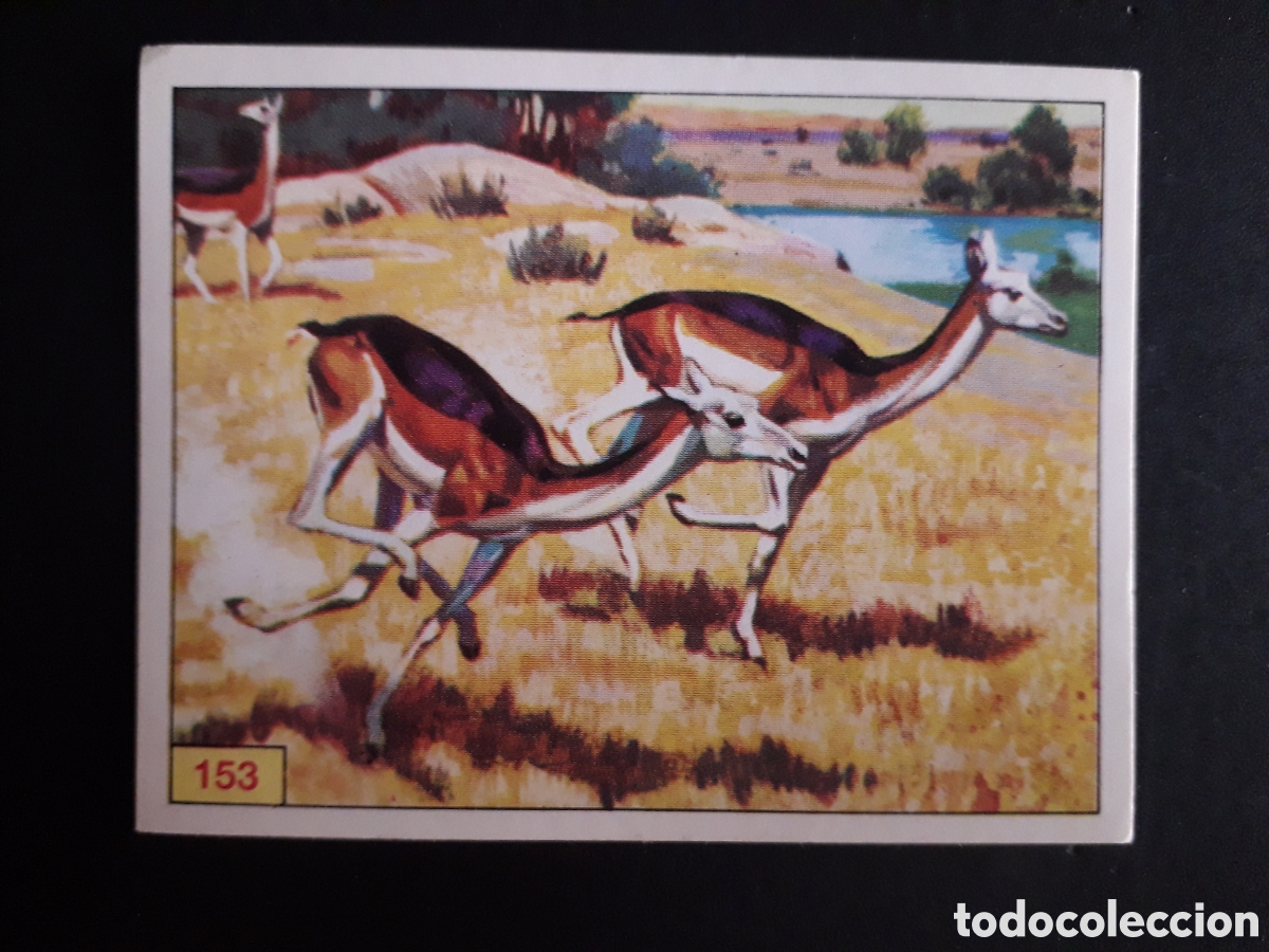 Coleccionismo cromos antiguos: DINOSAURS / DINOSAURIOS N&deg; 153 PANINI 1992 SIN PEGAR PEDIDO M&Iacute;NIMO 3&euro;