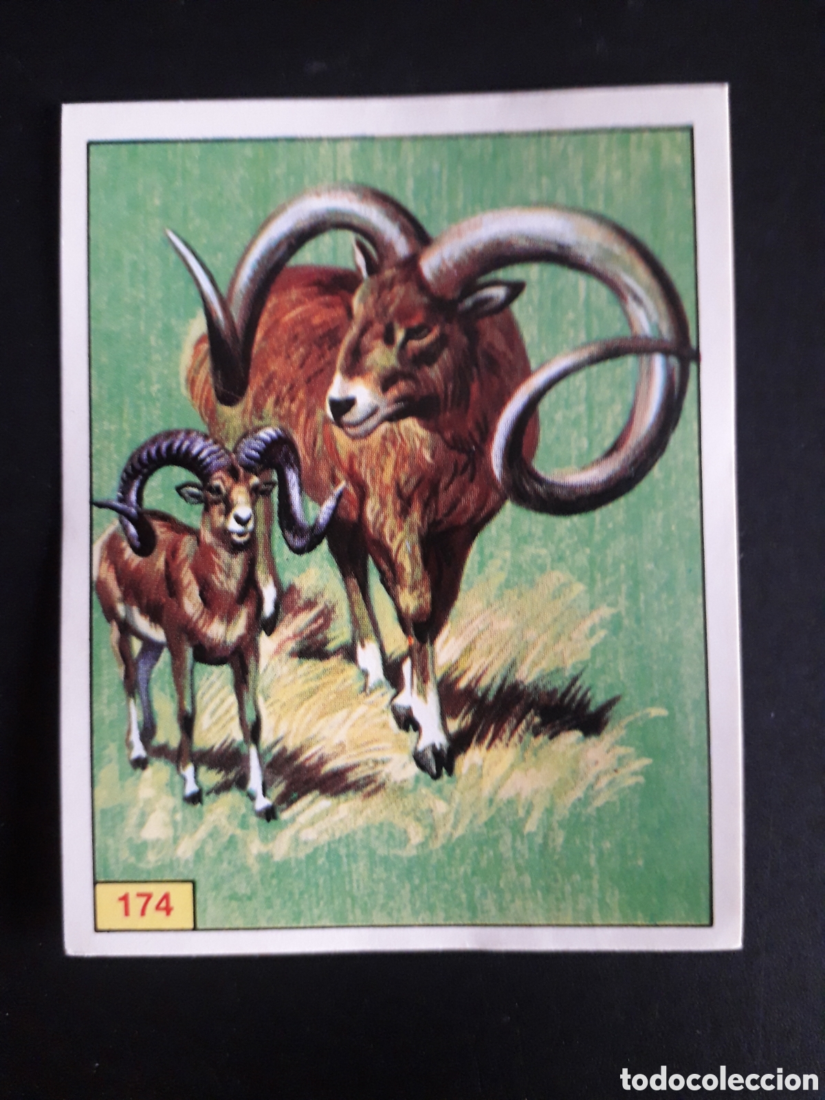 Coleccionismo cromos antiguos: DINOSAURS / DINOSAURIOS N&deg; 174 PANINI 1992 SIN PEGAR PEDIDO M&Iacute;NIMO 3&euro;