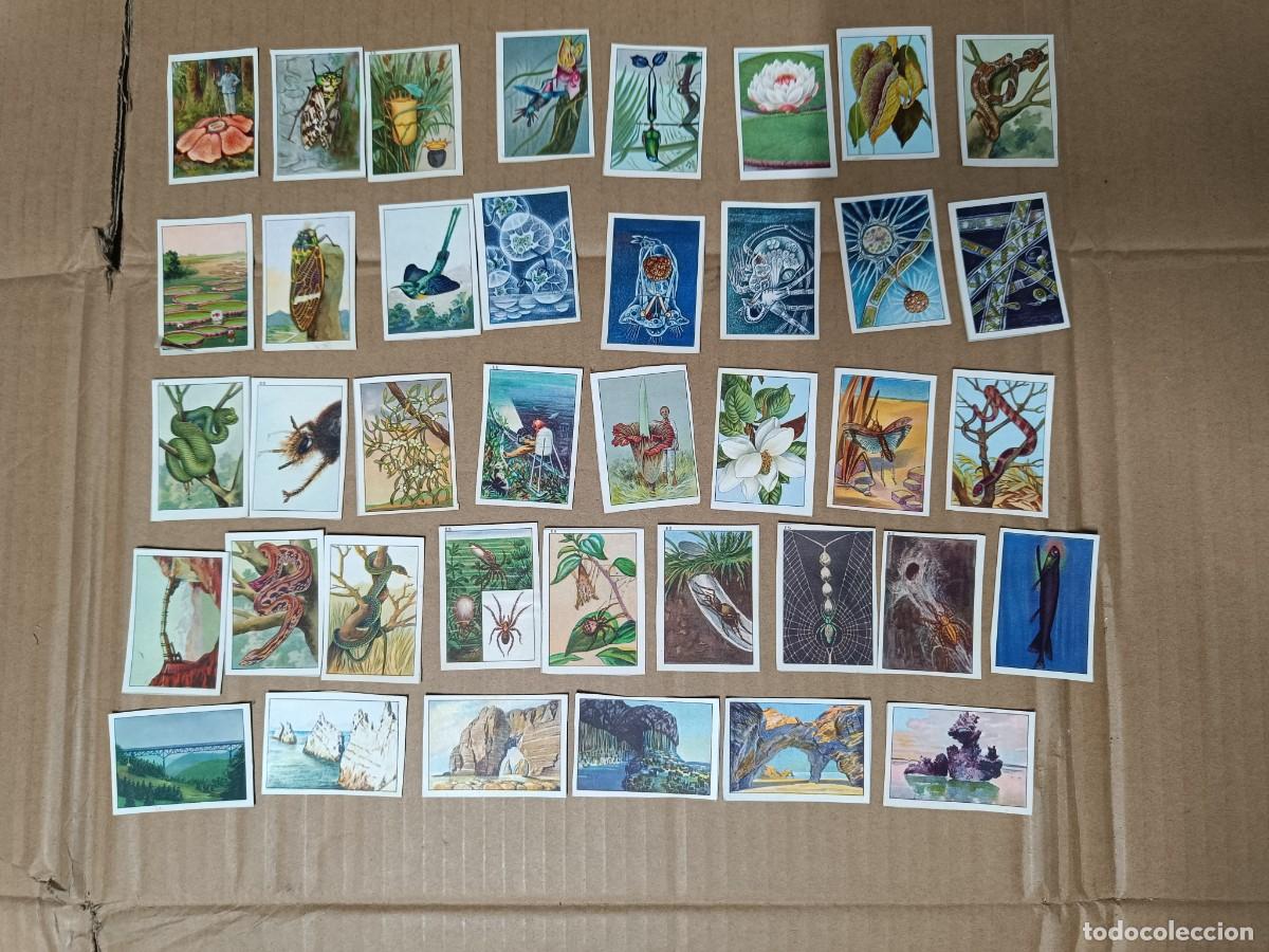 Coleccionismo cromos antiguos: ANTIGUA COLECCION DE 39 CROMOS DE ANIMALES FLORA Y PAISAJES, SERPIENTES ARA&Ntilde;AS -P19