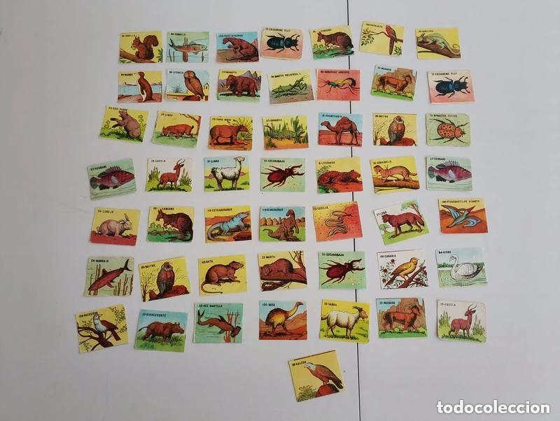 Coleccionismo cromos antiguos: Lote de 50 cromos. &Aacute;lbum animales. Ediciones Costa - Gigarpe. A&ntilde;o 1963. Cromos sin pegar.