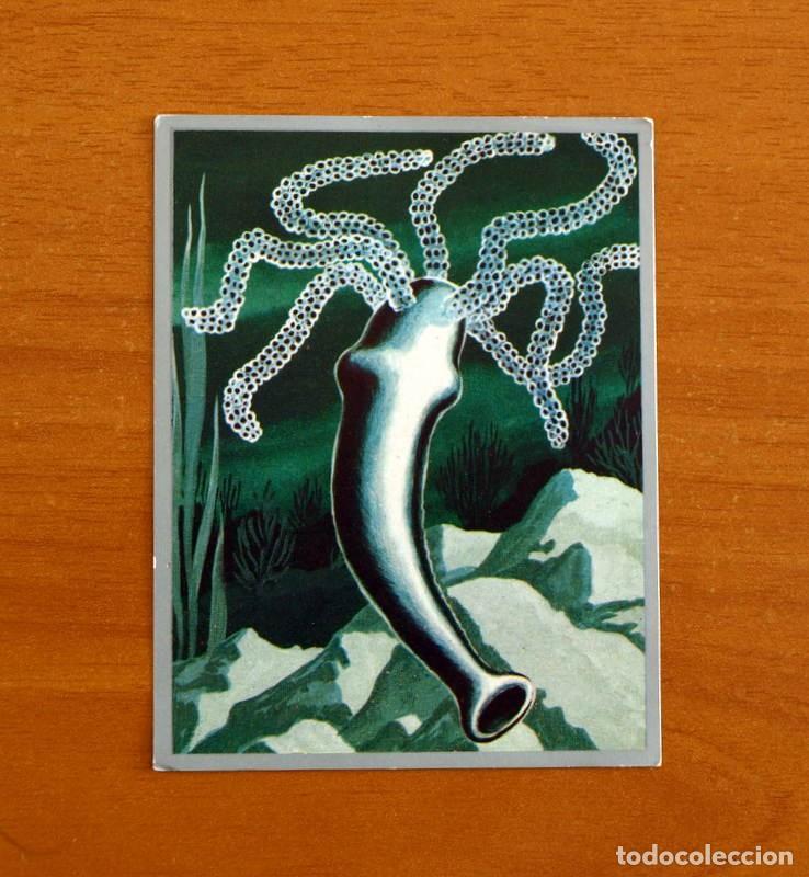 Coleccionismo cromos antiguos: Zoolog&iacute;a y Bot&aacute;nica - Cromo N&ordm; 9 - Editorial Maga A&ntilde;o 1969 - Nunca pegado