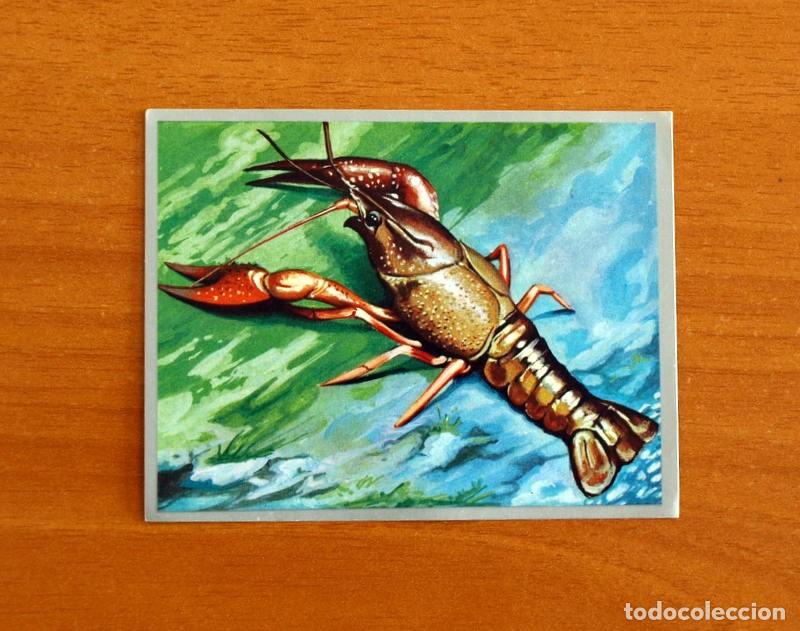 Coleccionismo cromos antiguos: Zoolog&iacute;a y Bot&aacute;nica - Cromo N&ordm; 17 - Editorial Maga A&ntilde;o 1969 - Nunca pegado