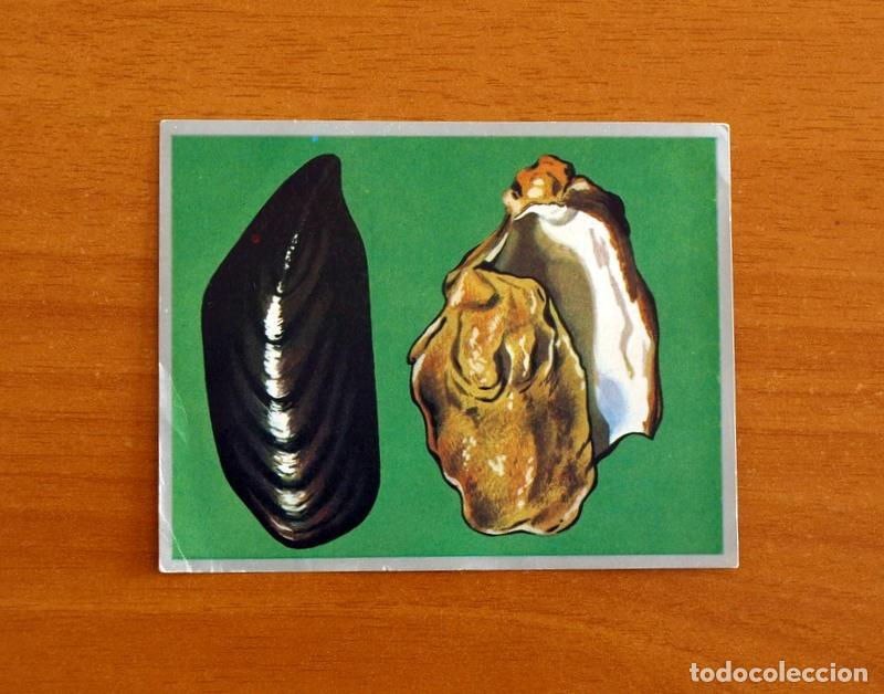 Coleccionismo cromos antiguos: Zoolog&iacute;a y Bot&aacute;nica - Cromo N&ordm; 22 - Editorial Maga A&ntilde;o 1969 - Nunca pegado
