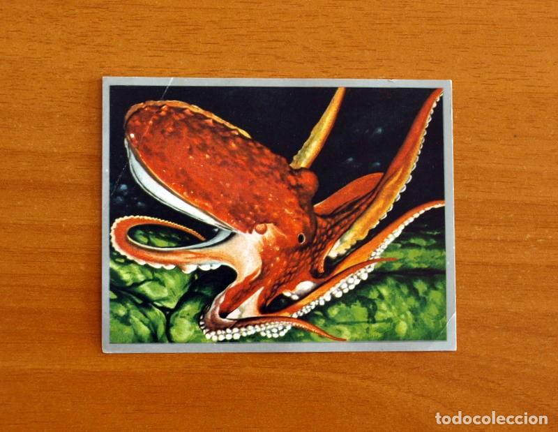 Coleccionismo cromos antiguos: Zoolog&iacute;a y Bot&aacute;nica - Cromo N&ordm; 23 - Editorial Maga A&ntilde;o 1969 - Nunca pegado