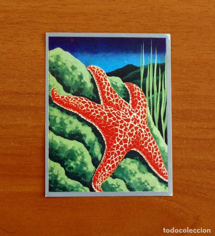 Coleccionismo cromos antiguos: Zoolog&iacute;a y Bot&aacute;nica - Cromo N&ordm; 25 - Editorial Maga A&ntilde;o 1969 - Nunca pegado