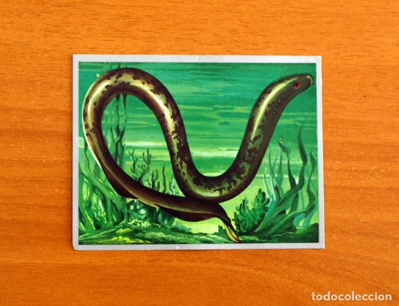 Coleccionismo cromos antiguos: Zoolog&iacute;a y Bot&aacute;nica - Cromo N&ordm; 26 - Editorial Maga A&ntilde;o 1969 - Nunca pegado