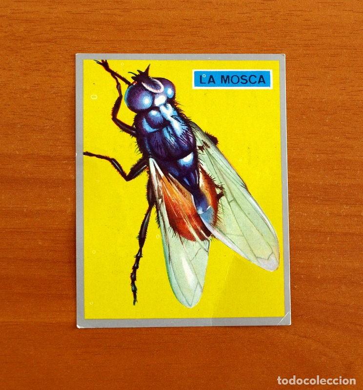 Coleccionismo cromos antiguos: Zoolog&iacute;a y Bot&aacute;nica - Cromo N&ordm; 33 - Editorial Maga A&ntilde;o 1969 - Nunca pegado