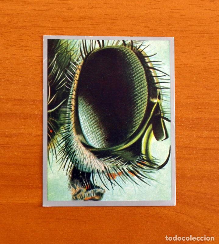 Coleccionismo cromos antiguos: Zoolog&iacute;a y Bot&aacute;nica - Cromo N&ordm; 35 - Editorial Maga A&ntilde;o 1969 - Nunca pegado