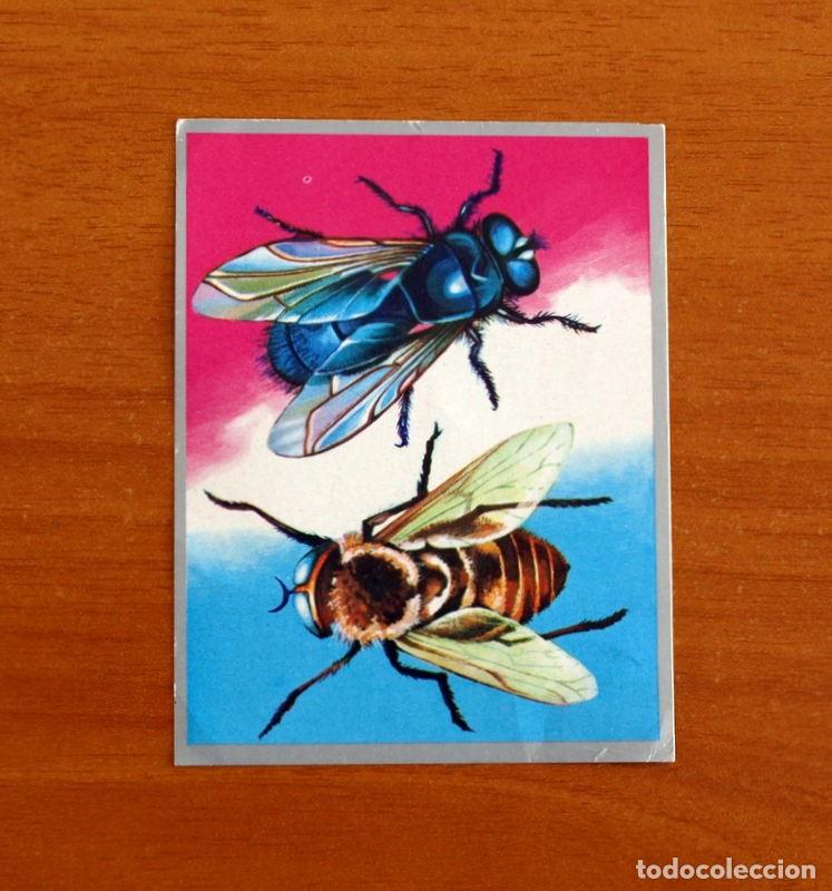 Coleccionismo cromos antiguos: Zoolog&iacute;a y Bot&aacute;nica - Cromo N&ordm; 36 - Editorial Maga A&ntilde;o 1969 - Nunca pegado