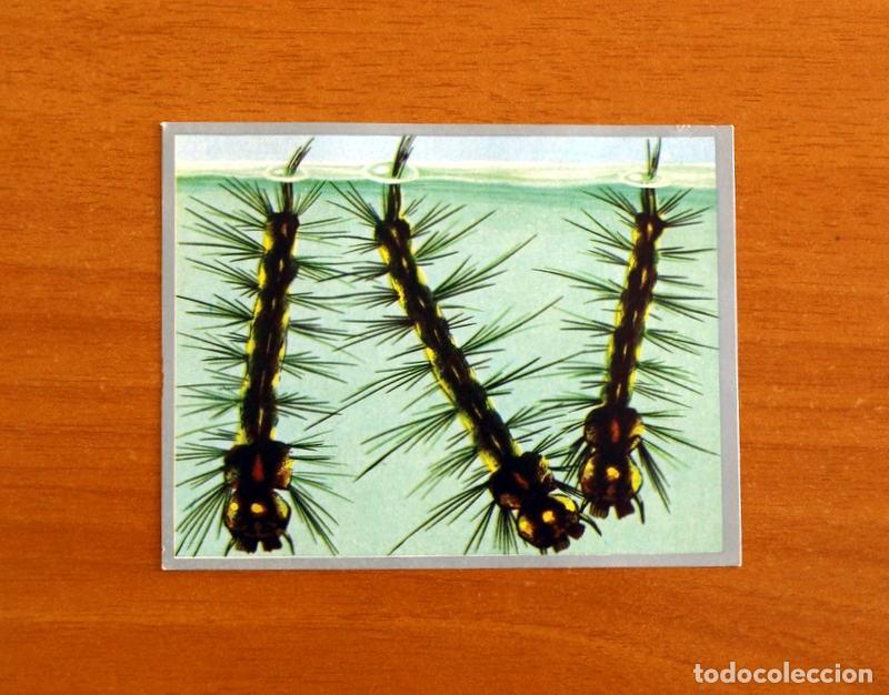 Coleccionismo cromos antiguos: Zoolog&iacute;a y Bot&aacute;nica - Cromo N&ordm; 38 - Editorial Maga A&ntilde;o 1969 - Nunca pegado