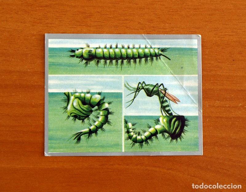 Collectable Antique Stickers: Zoolog&iacute;a y Bot&aacute;nica - Cromo N&ordm; 39 - Editorial Maga A&ntilde;o 1969 - Nunca pegado