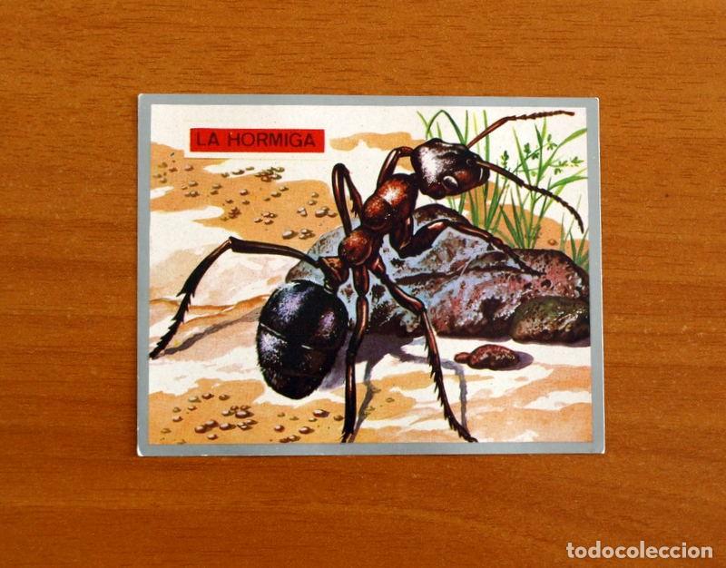Collectable Antique Stickers: Zoolog&iacute;a y Bot&aacute;nica - Cromo N&ordm; 40 - Editorial Maga A&ntilde;o 1969 - Nunca pegado