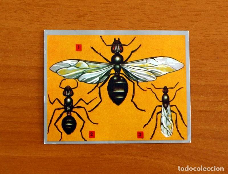 Coleccionismo cromos antiguos: Zoolog&iacute;a y Bot&aacute;nica - Cromo N&ordm; 42 - Editorial Maga A&ntilde;o 1969 - Nunca pegado