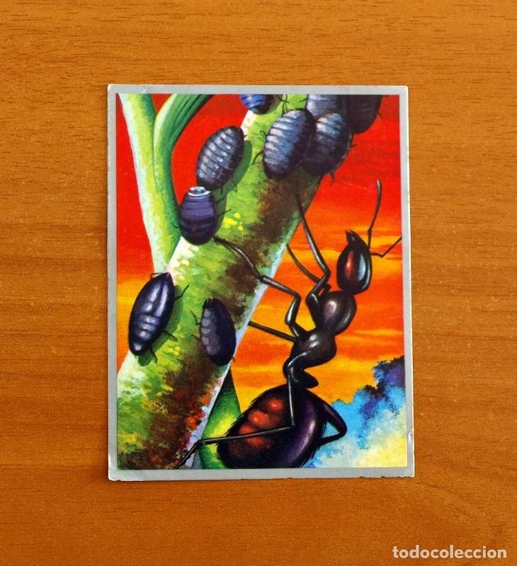Coleccionismo cromos antiguos: Zoolog&iacute;a y Bot&aacute;nica - Cromo N&ordm; 47 - Editorial Maga A&ntilde;o 1969 - Nunca pegado