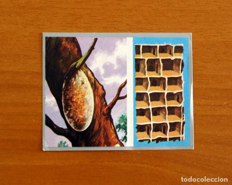 Coleccionismo cromos antiguos: Zoolog&iacute;a y Bot&aacute;nica - Cromo N&ordm; 50 - Editorial Maga A&ntilde;o 1969 - Nunca pegado
