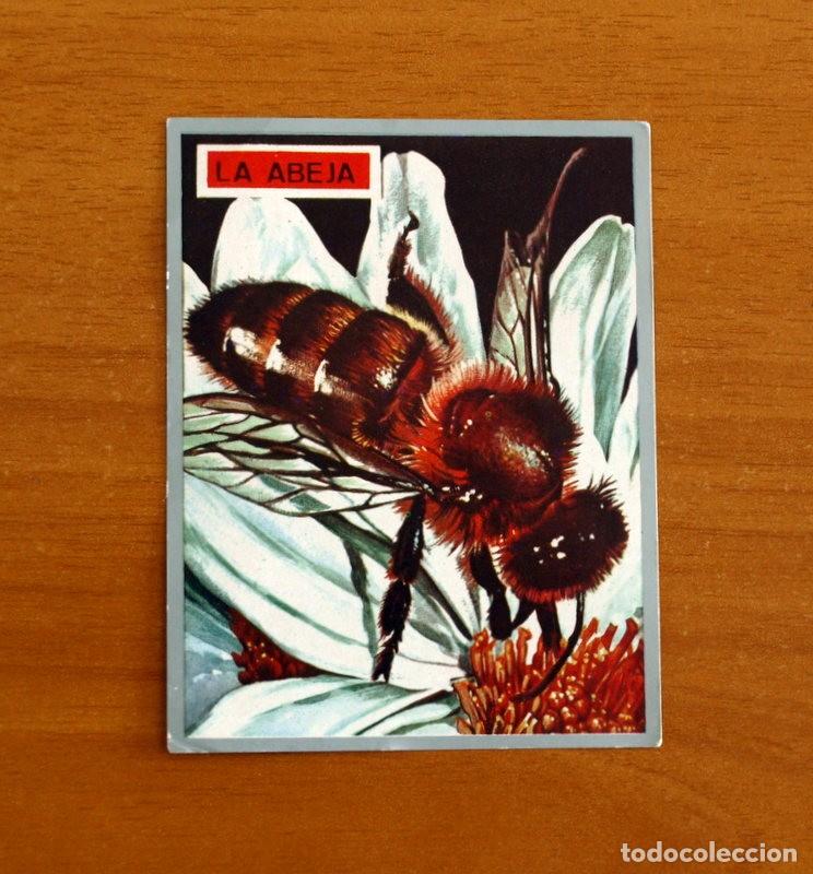 Coleccionismo cromos antiguos: Zoolog&iacute;a y Bot&aacute;nica - Cromo N&ordm; 52 - Editorial Maga A&ntilde;o 1969 - Nunca pegado