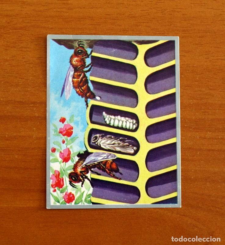 Coleccionismo cromos antiguos: Zoolog&iacute;a y Bot&aacute;nica - Cromo N&ordm; 53 - Editorial Maga A&ntilde;o 1969 - Nunca pegado