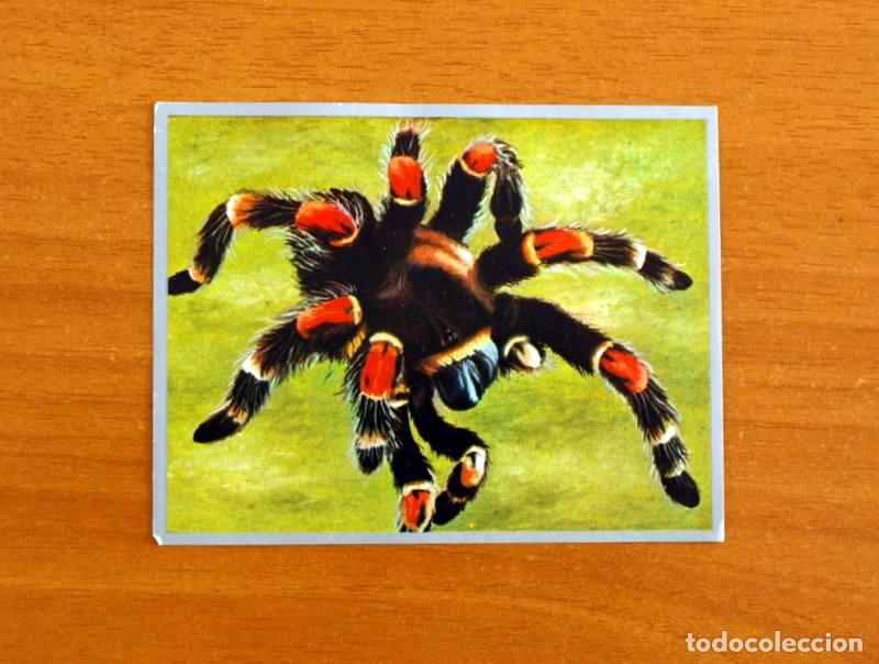 Coleccionismo cromos antiguos: Zoolog&iacute;a y Bot&aacute;nica - Cromo N&ordm; 60 - Editorial Maga A&ntilde;o 1969 - Nunca pegado
