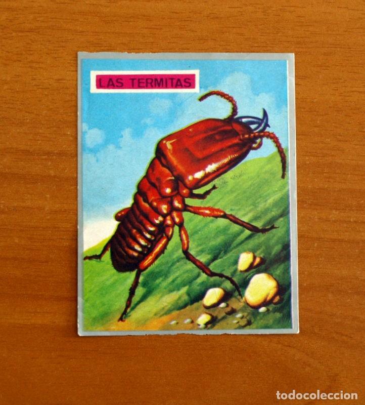 Coleccionismo cromos antiguos: Zoolog&iacute;a y Bot&aacute;nica - Cromo N&ordm; 62 - Editorial Maga A&ntilde;o 1969 - Nunca pegado