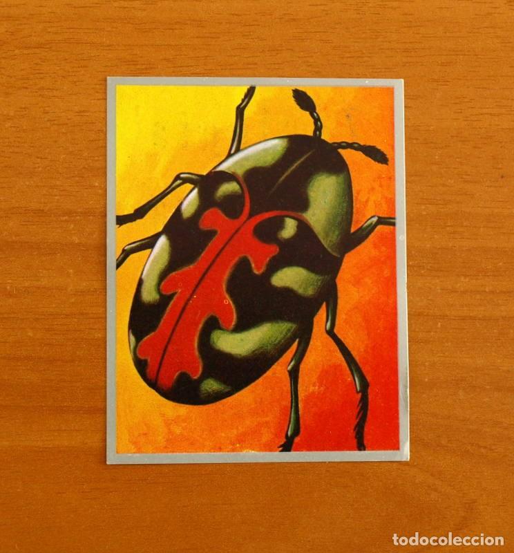 Coleccionismo cromos antiguos: Zoolog&iacute;a y Bot&aacute;nica - Cromo N&ordm; 67 - Editorial Maga A&ntilde;o 1969 - Nunca pegado