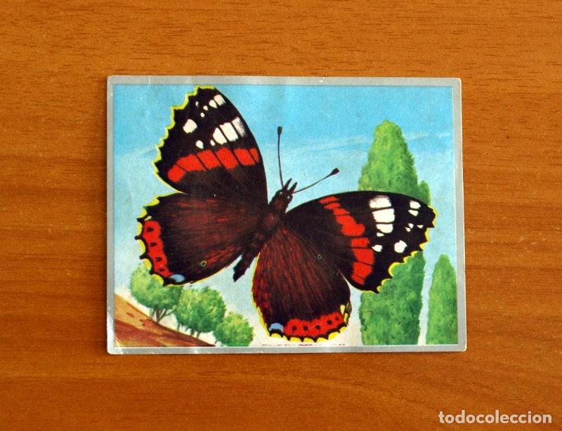 Coleccionismo cromos antiguos: Zoolog&iacute;a y Bot&aacute;nica - Cromo N&ordm; 74 - Editorial Maga A&ntilde;o 1969