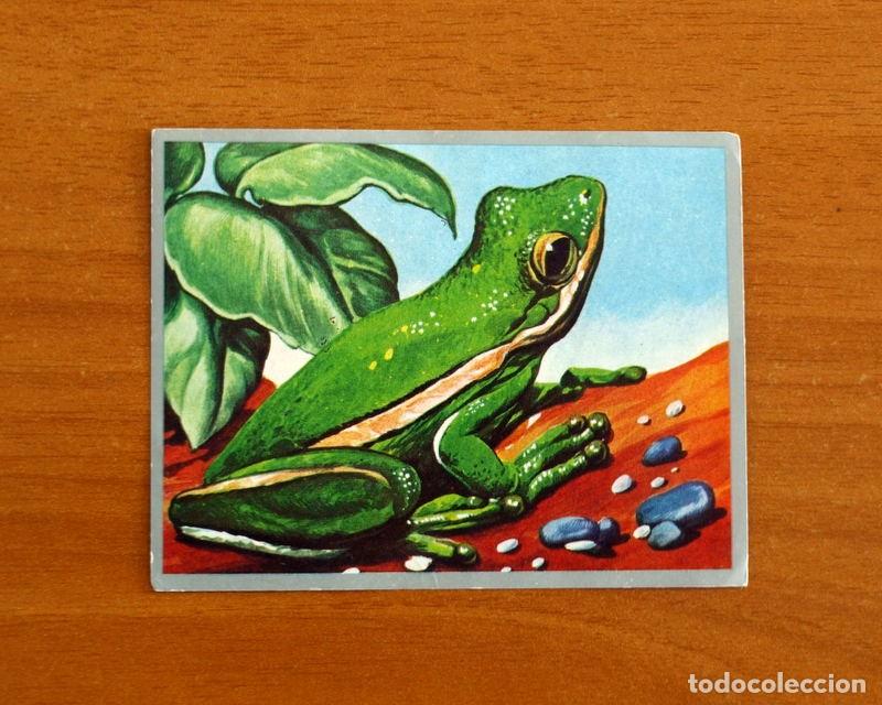 Coleccionismo cromos antiguos: Zoolog&iacute;a y Bot&aacute;nica - Cromo N&ordm; 88 - Editorial Maga A&ntilde;o 1969 - Nunca pegado