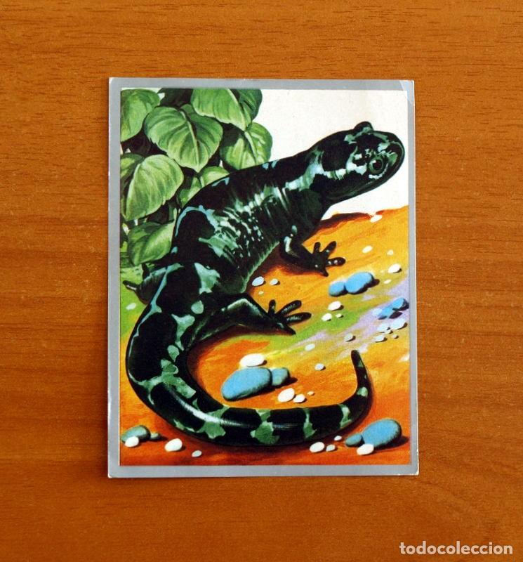 Coleccionismo cromos antiguos: Zoolog&iacute;a y Bot&aacute;nica - Cromo N&ordm; 93 - Editorial Maga A&ntilde;o 1969 - Nunca pegado