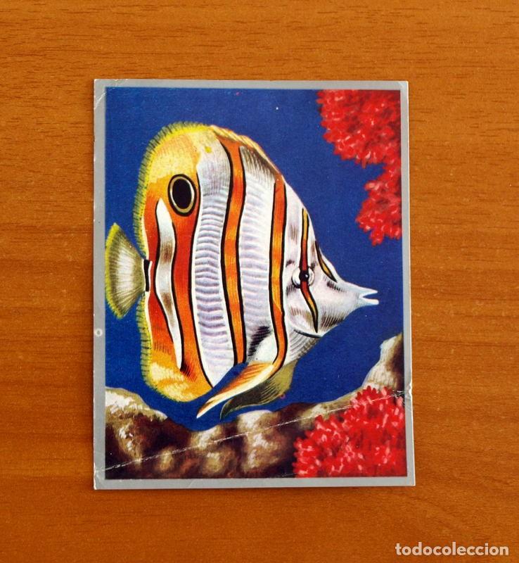 Coleccionismo cromos antiguos: Zoolog&iacute;a y Bot&aacute;nica - Cromo N&ordm; 96 - Editorial Maga A&ntilde;o 1969 - Nunca pegado