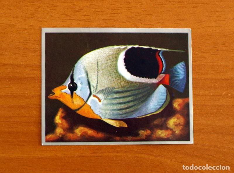 Coleccionismo cromos antiguos: Zoolog&iacute;a y Bot&aacute;nica - Cromo N&ordm; 100 - Editorial Maga A&ntilde;o 1969 - Nunca pegado