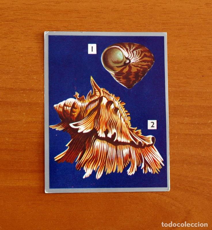 Coleccionismo cromos antiguos: Zoolog&iacute;a y Bot&aacute;nica - Cromo N&ordm; 104 - Editorial Maga A&ntilde;o 1969 - Nunca pegado