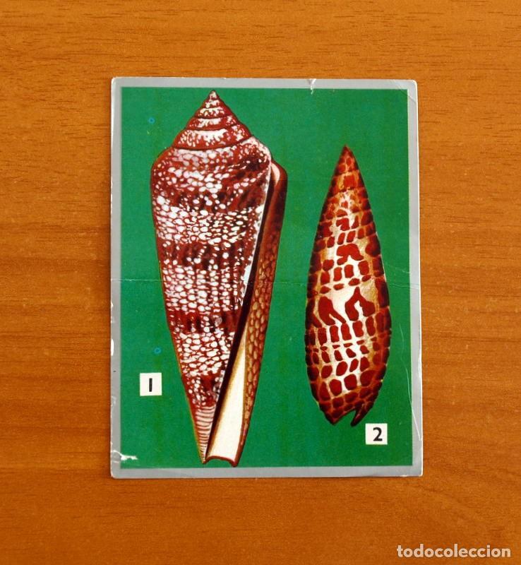 Coleccionismo cromos antiguos: Zoolog&iacute;a y Bot&aacute;nica - Cromo N&ordm; 106 - Editorial Maga A&ntilde;o 1969 - Nunca pegado