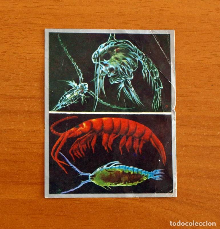 Coleccionismo cromos antiguos: Zoolog&iacute;a y Bot&aacute;nica - Cromo N&ordm; 110 - Editorial Maga A&ntilde;o 1969 - Nunca pegado