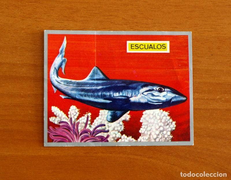 Coleccionismo cromos antiguos: Zoolog&iacute;a y Bot&aacute;nica - Cromo N&ordm; 112 - Editorial Maga A&ntilde;o 1969 - Nunca pegado
