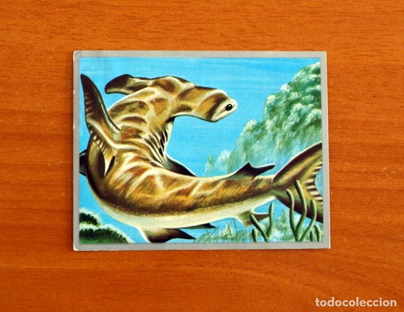 Coleccionismo cromos antiguos: Zoolog&iacute;a y Bot&aacute;nica - Cromo N&ordm; 113 - Editorial Maga A&ntilde;o 1969 - Nunca pegado