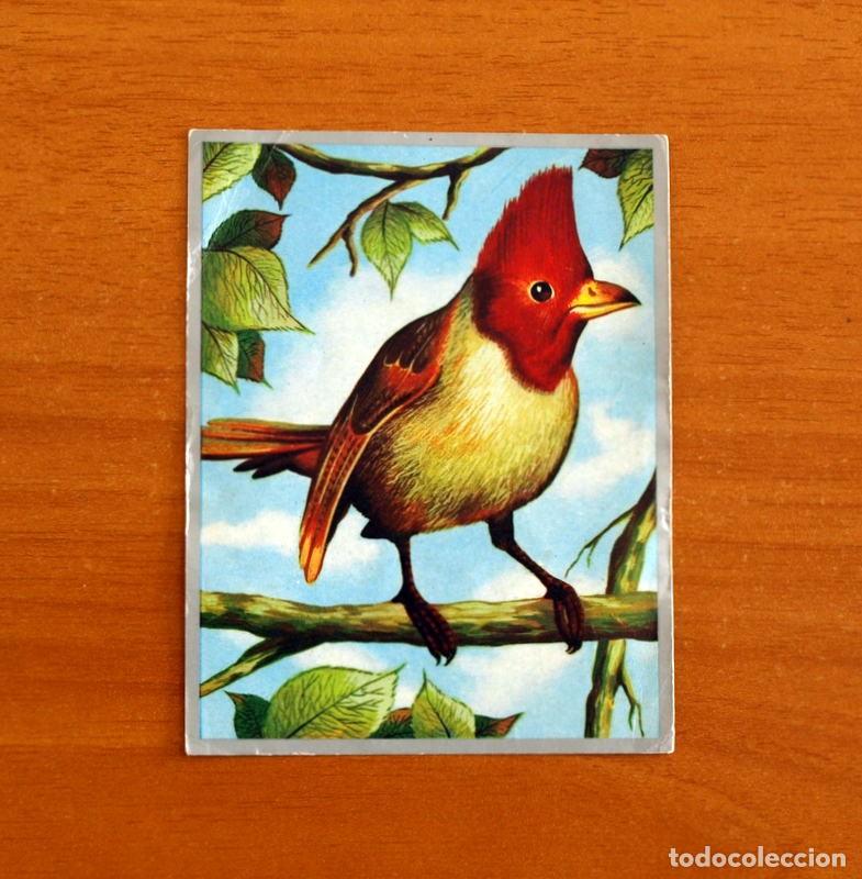 Coleccionismo cromos antiguos: Zoolog&iacute;a y Bot&aacute;nica - Cromo N&ordm; 119 - Editorial Maga A&ntilde;o 1969