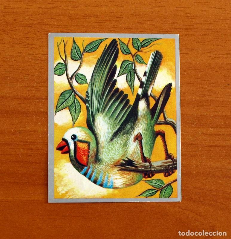Coleccionismo cromos antiguos: Zoolog&iacute;a y Bot&aacute;nica - Cromo N&ordm; 121 - Editorial Maga A&ntilde;o 1969 - Nunca Pegado -