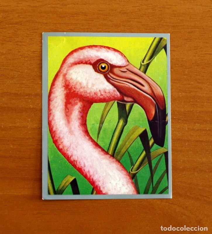 Coleccionismo cromos antiguos: Zoolog&iacute;a y Bot&aacute;nica - Cromo N&ordm; 123 - Editorial Maga A&ntilde;o 1969 - Nunca Pegado -