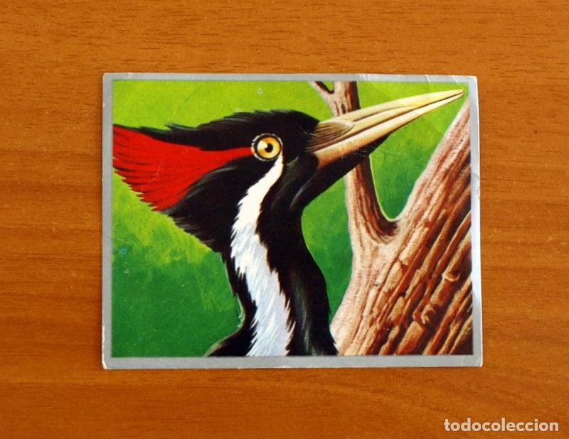 Coleccionismo cromos antiguos: Zoolog&iacute;a y Bot&aacute;nica - Cromo N&ordm; 126 - Editorial Maga A&ntilde;o 1969 - Nunca Pegado -