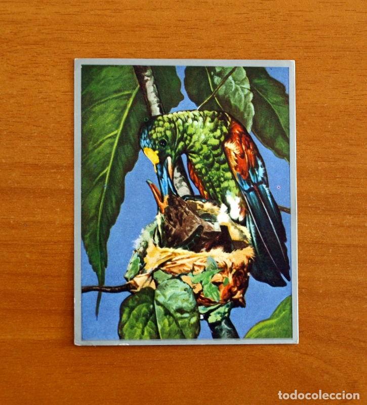 Coleccionismo cromos antiguos: Zoolog&iacute;a y Bot&aacute;nica - Cromo N&ordm; 134 - Editorial Maga A&ntilde;o 1969 - Nunca Pegado -